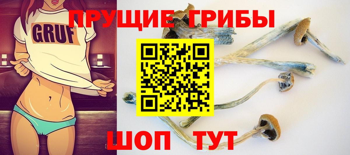 Псилоцибиновые грибы MAGIC MUSHROOMS  продажа наркотиков  Сунжа  Вход с VPN 
